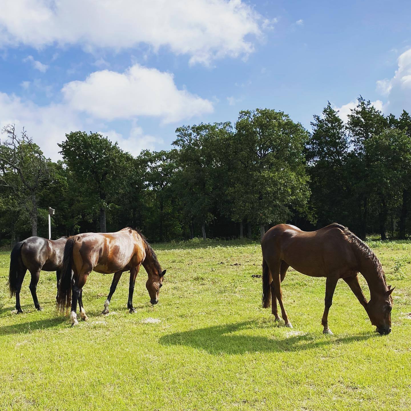 Self-Care Saturday: Herd Wisdom: A Shamanic Journey With Horses - logo